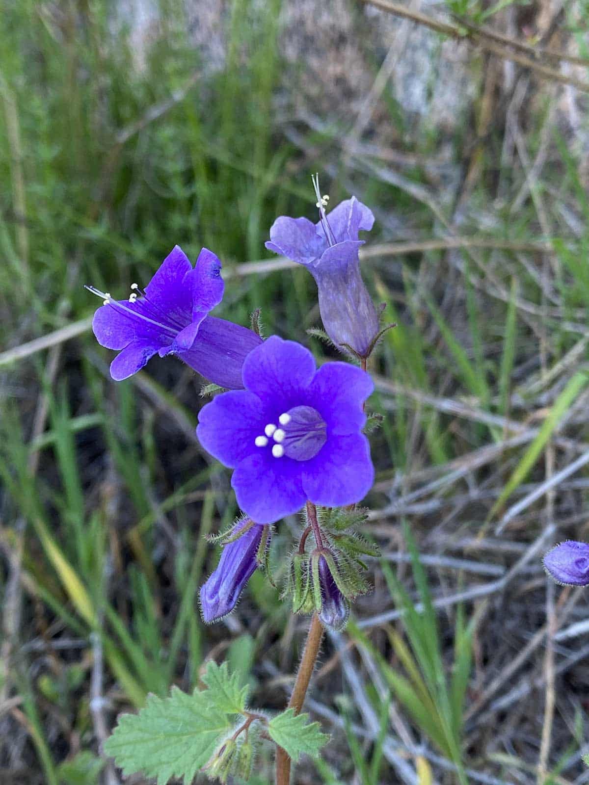 Close-up of blue wildflowers known as California bluebells,  taken by Mozaic Studio for its Chaparral Journal blog.