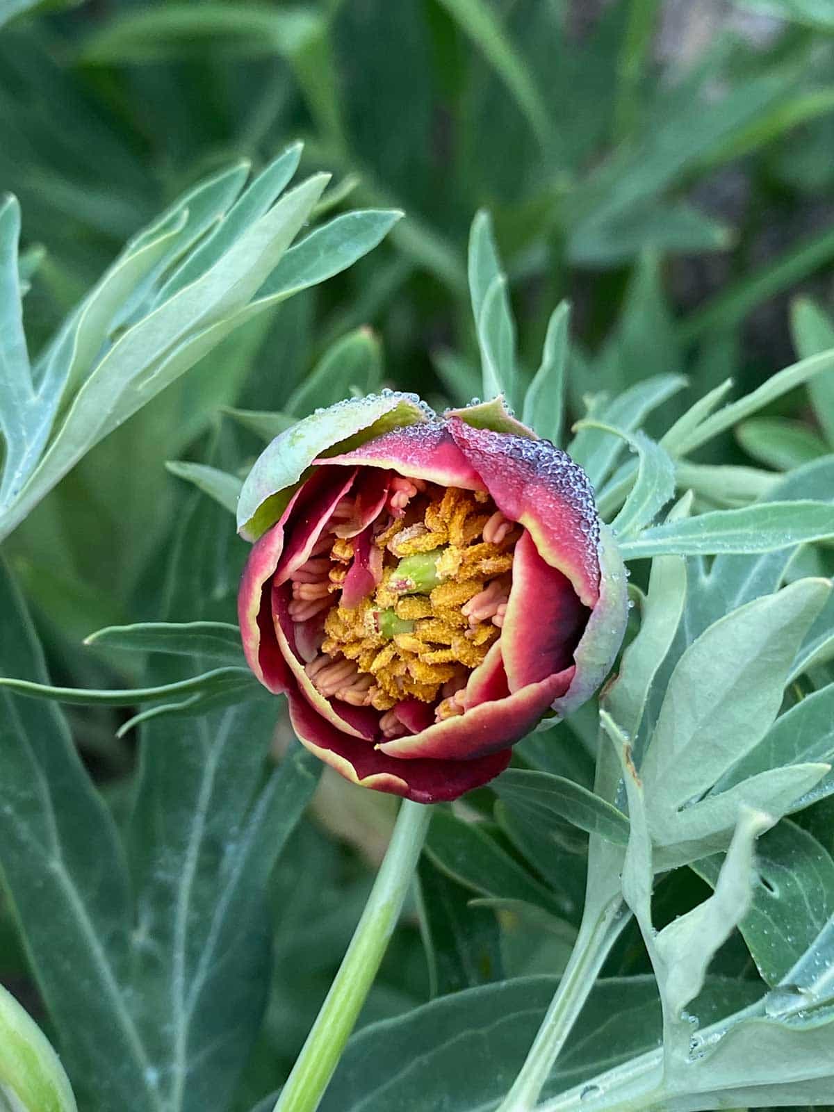 Close-up of a red wildflower known as a California peony,  taken by Mozaic Studio for its Chaparral Journal blog.