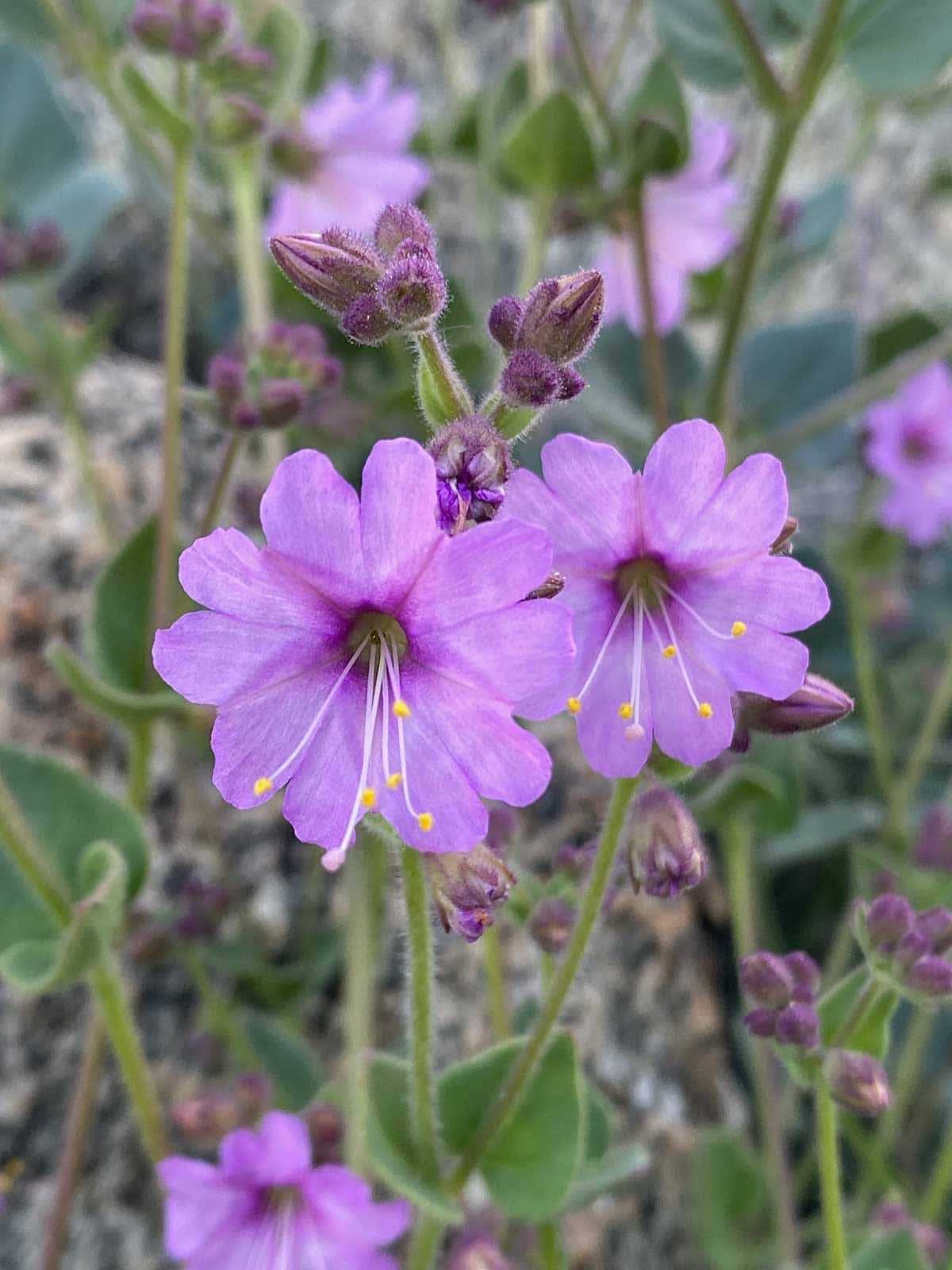 Close-up of light purple wildflowers known as desert wishbone-bush, taken by Mozaic Studio for its blog Chaparral Journal.