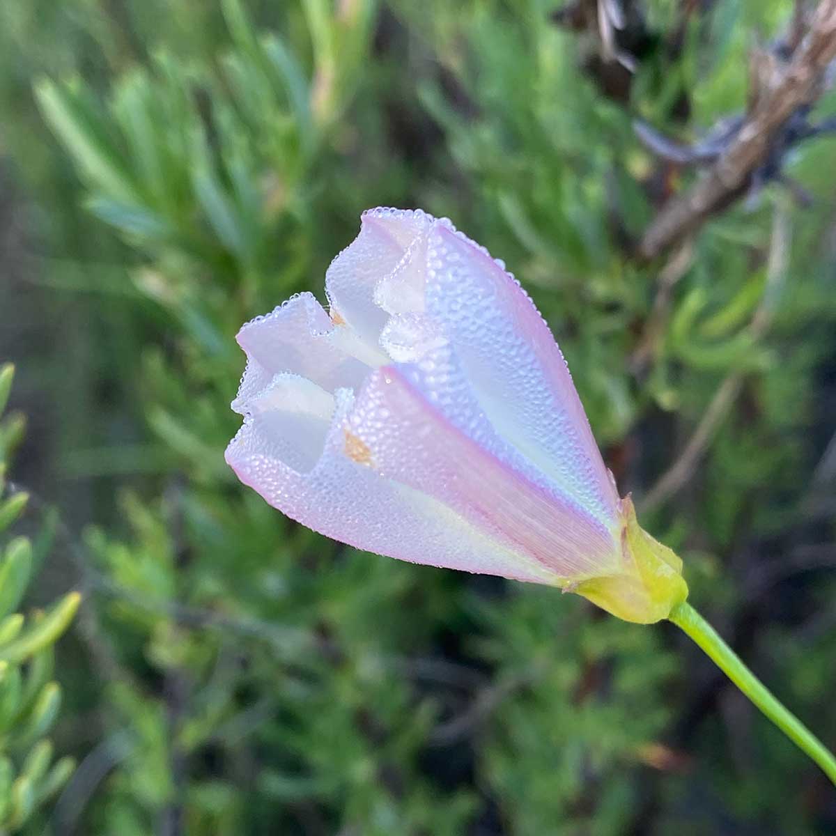 morning glory wildflower photographed by Mozaic Studio for Chaparral Journal