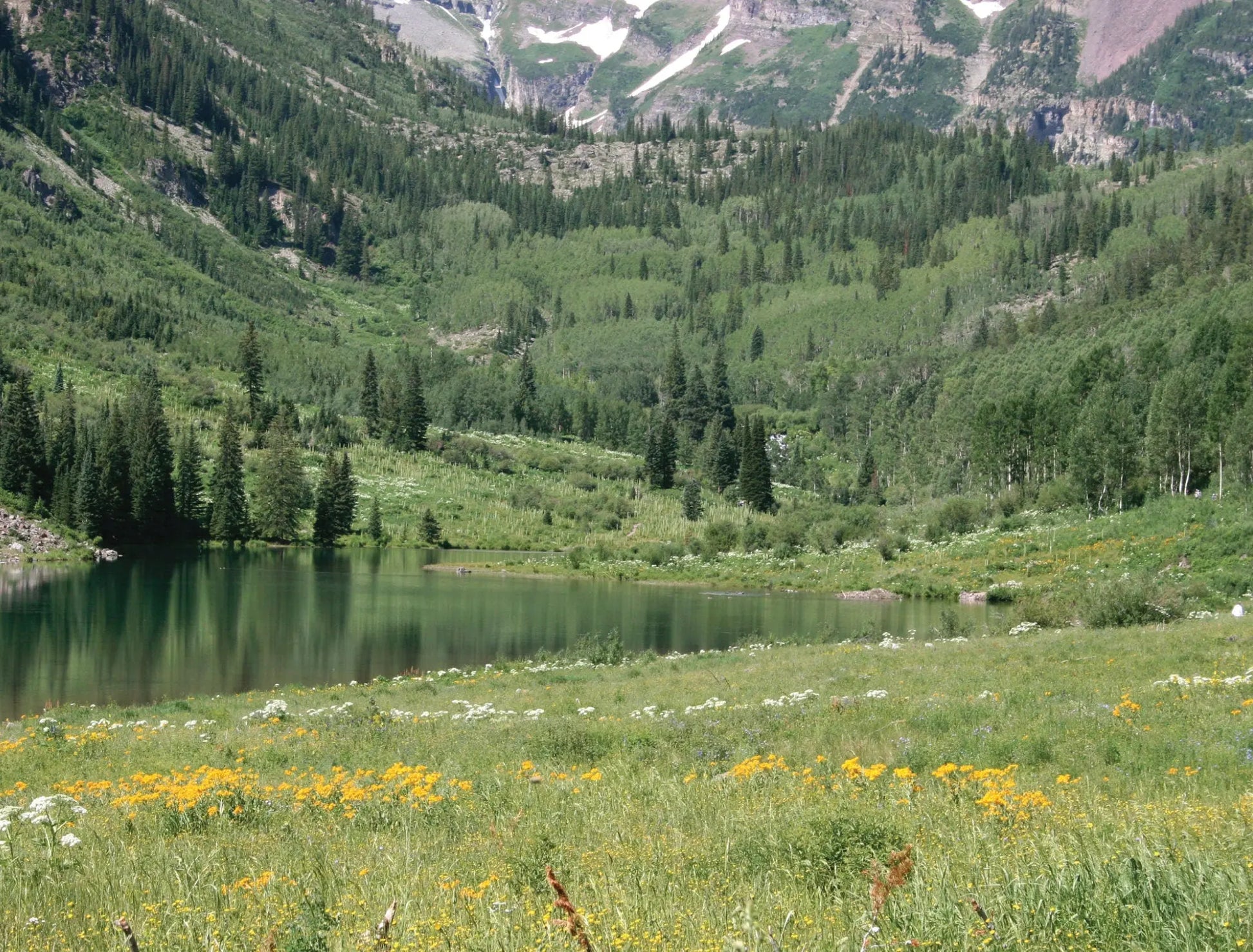 A panoramic photo of a vast, green meadow in Aspen, Colorado. Colorful wildflowers dot the landscape, leading the eye towards a backdrop of majestic, snow-capped mountains.