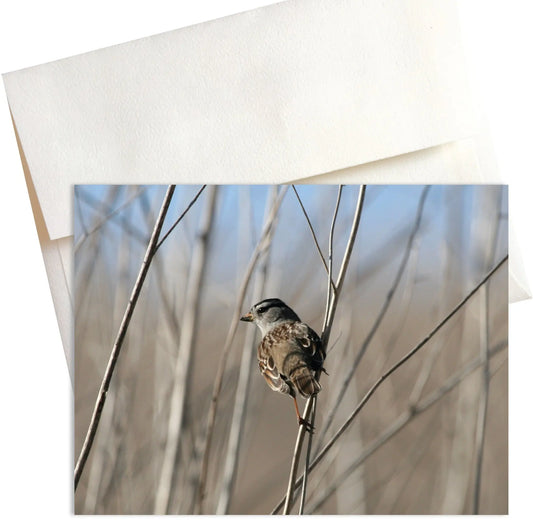 A photo titled "Sentinel." A small sparrow with brown and gray feathers perches intently on a thin plant stalk. Its body is slightly turned, and its head is cocked with a curious gaze as if fixated on something just out of frame.  Sunlight filters through the background, casting soft shadows and highlighting the details of the sparrow's feathers. This close-up photo captures the attentiveness and focus of this small bird, earning it the title "Sentinel."