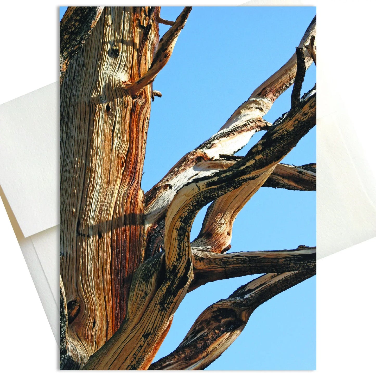 A close-up photo of an ancient bristlecone pine tree, its gnarled bark weathered and twisted by millennia, standing tall in the White Mountains of California. Iin the background is a brilliant blue sky.